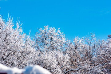 Winter road and winter forest landscapes in Samarskaya Luka National Park! Shot with Nikon D70 and Nikon D300S cameras!
