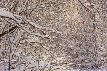 Winter road and winter forest landscapes in Samarskaya Luka National Park! Shot with Nikon D70 and Nikon D300S cameras!