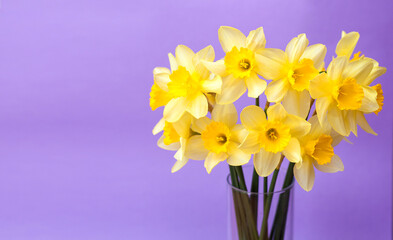 Yellow narcisses on a purple background close-up. Beautiful bright flowers. Concept of holiday - March 8, Valentine's Day, Mother's Day, International Women's Day. Place for text. Banner. Trend color.