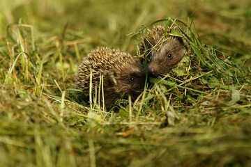 European hedgehog (Erinaceus europaeus), Bieszczady Mountains, Carpathians, Poland.