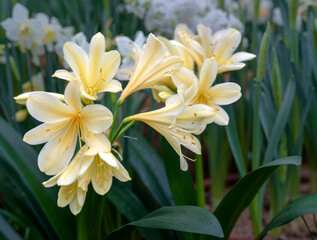 Clivia white flowers in garden. Blooming yellow clivia flowers. Springtime.