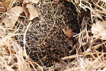European hedgehog (Erinaceus europaeus), Bieszczady Mountains, Carpathians, Poland.
