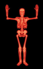squelette, anatomie, corps, muscle, medicales, rouge,  illustration, humain, os, 3-d, crâne, radiographie, os, biologie, musculaire, médecine, femme, osseux, science, santé, colonne vertébrale, gens, 