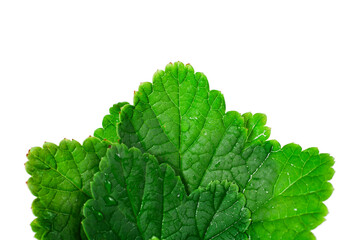 Fresh leaves of black currant isolated on a white background. Top view.