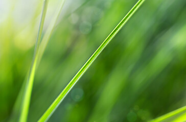 green grass background