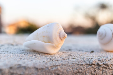 Close up of white spiral Seashell during sunset in Israel 
