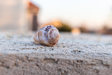 Close up of white spiral Seashell during sunset in Israel 
