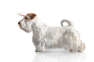 sealyham terrier isolated on white background