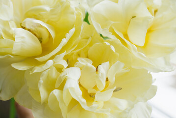 Obraz na płótnie Canvas Yellow terry spring tulips close-up