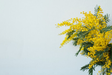 Beautiful yellow mimosa flower close-up on a blue background with copy space. Greeting card for the spring holiday, March 8