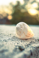 Close up of white spiral Seashell during sunset in Israel 

