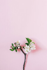 Small sprig of apple tree with white flowers on pink background with copy space. Creative greeting card. Flat lay, top view