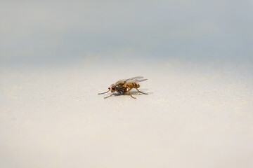 Fly on white gray background beautiful macro high quality photo