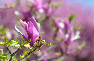 magnolia liliiflora at springtime in Botanic Garden Paris