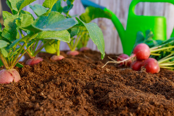Radish grows in the ground, radish is used for vegetable salads.