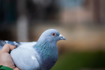 Racing pigeon on the hand. Pigeon racing is very popular worldwide. Close-up pigeon image. The...