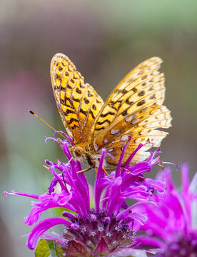 Beautiful yellow and orange fritillary butterfly on purple bee balm in pollinator garden Maine North America high quality photo