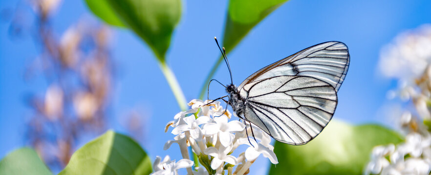 Beautiful black and white butterfly (Aporia crataegi) on white lilac flowers. Design idea for kitchen glass back wall.
