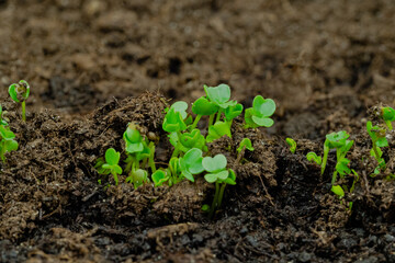 Fresh green arugula, rucola sprouts growing from soil: close up, macro. Spring, germination, microgreens, natural, raw, growth and healthy food concept