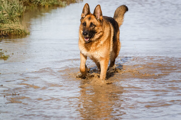 beautiful german shepherd alsation (Canis lupus familiaris) bitch plays in deep muddy water 