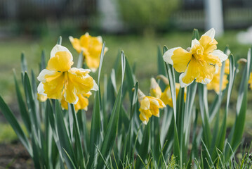 Beautiful white and yellow narcissus Split capped blooms in the garden in spring