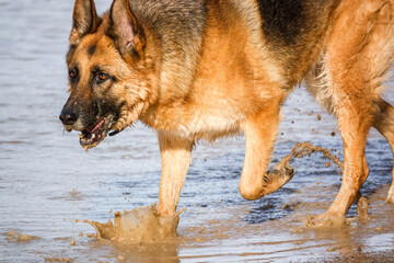 beautiful german shepherd alsation (Canis lupus familiaris) bitch plays in deep muddy water 