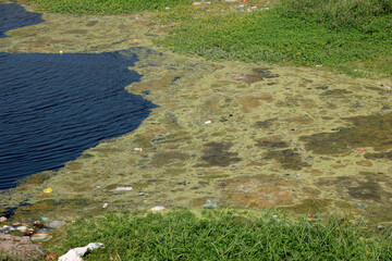 Lime green algae floating in river water