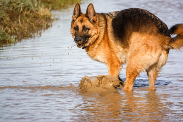 beautiful german shepherd alsation (Canis lupus familiaris) bitch plays in deep muddy water 