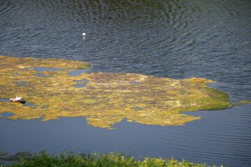 Lime green algae floating in river water