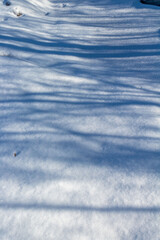 Blue shadows of branches on untouched snow