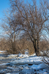 Tree in ice on the river bank.