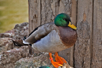 close-up duck close to a tree at the edge of a pond