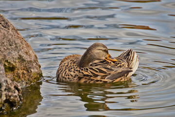 close-up duck in a pond