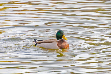 close-up duck in a pond