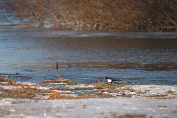 magpie looking for food in flood area