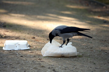 Hooded (Gray) crow eating discarded food in plastic bag