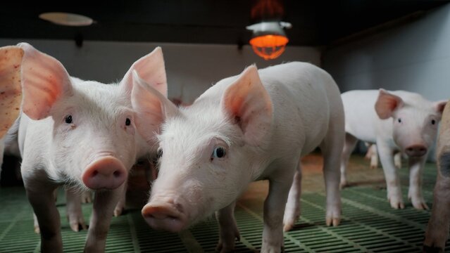 Surprised and Curious young little pigs on a farm in a pigsty look into the camera and sniff in close-up. Growing pork