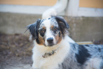 Blue Merle Australian Sheppard Aussie Dog or Puppy Playing Catch and Running Outside in the Grass