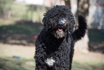 Happy Black Fluffy Golden Doodle or Poodle Playing Catch With a Ball and Spending Time Outside