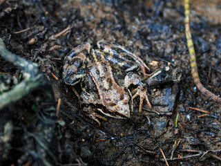 Rana temporaria. Common frog , also known as European common frog, in natural habitat.