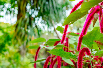 abstract nature background acalypha, selective focus