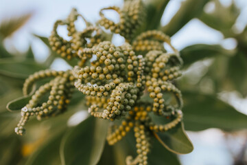 abstract nature background heliotropium berry, selective focus