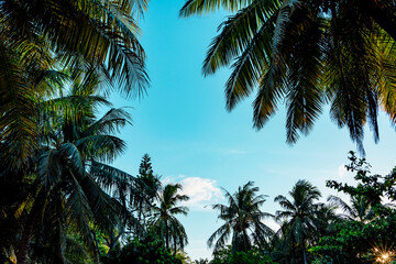 Fototapeta na wymiar banner background palm trees and blue sky with clouds
