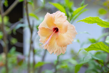 macro photo of bright pink hibiscus flower with pistil and stamens on background of greenery in the Maldives, nature abstract background, selective focus