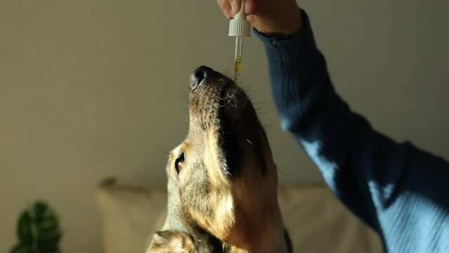 Pet dog taking cbd hemp oil - Canine licking cannabis dropper for anxiety treatment