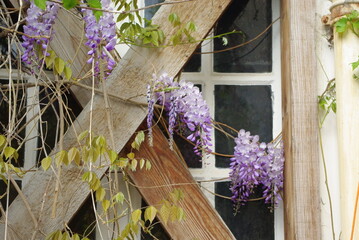 Glycine