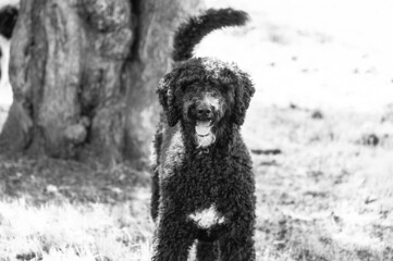 Happy Black Fluffy Golden Doodle or Poodle Playing Catch With a Ball and Spending Time Outside
