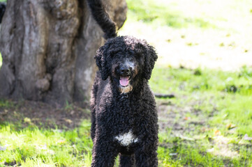 Happy Black Fluffy Golden Doodle or Poodle Playing Catch With a Ball and Spending Time Outside