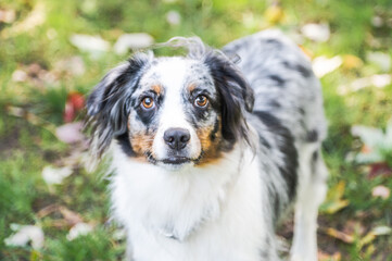 Blue Merle Australian Sheppard Aussie Dog or Puppy Playing Catch and Running Outside in the Grass