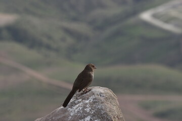 Rufous-crowned Sparrow, in stone of el general mountain, caja california